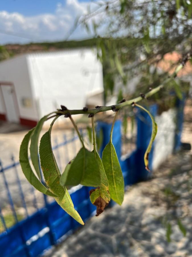 Casa Da Eira Βίλα Reguengos de Monsaraz Εξωτερικό φωτογραφία